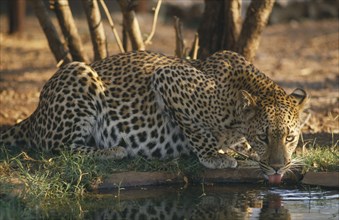 ZIMBABWE, General, Leopard drinking at waterhole.
