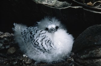 SEYCHELLES, Aride Island, White Tailed Tropic Bird chick.