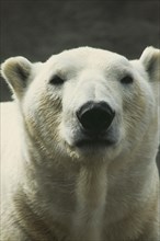 ANIMALS, Bears, Polar Bear, Head and shoulders of single animal.