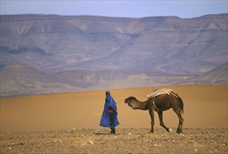MOROCCO, Tribal People, Tuareg leading camel in desert near Zagora