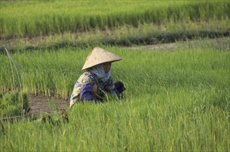 VIETNAM, Farming, Female worker in rice paddy.