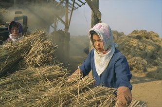 NORTH KOREA, Hwanghae Bukto, Unpa County, Women harvesting flood damaged rice crop.