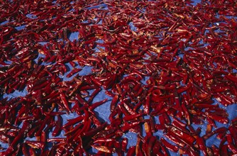 SOUTH KOREA, Inchon, Red chilli peppers left out to dry in the sun on pavement.