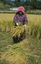 SOUTH KOREA, Farming, Woman harvesting rice.