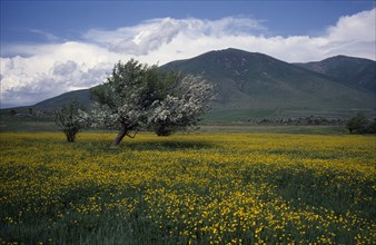 ARMENIA, Landscape, View towards tree in field of buttercups in springtime