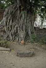 THAILAND, Ayutthaya, Buddha head embedded in Ancient tree.