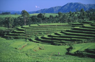 INDONESIA, Flores, Ruteng, Rice and coffee growing on terraced hillsides