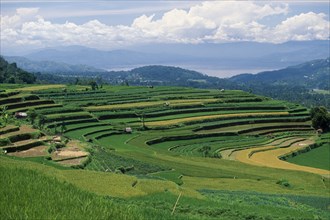 INDONESIA, Sumatra, Bukittingi, Minangkabau tribal rice terraces