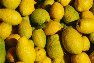 ITALY, Sicily, Palermo, Close view of cedro Sicilian lemons.