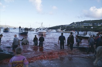 DENMARK, Faroe Islands, Streymoy Island, Torshavn.  Grindadrap traditional killing of pods of pilot