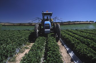 SOUTH AFRICA, Western Cape, Stellenbosch, Agricultural farm labourer spraying strawberry fields at