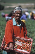 SOUTH AFRICA, Western Cape, Stellenbosch, Agricultural farm labourer with a basket of strawberries