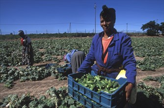 SOUTH AFRICA, Western Cape, Stellenbosch, Agricultural farm labourers picking cucumbers at Mooiberg