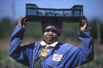 SOUTH AFRICA, Western Cape, Stellenbosch, Agricultural farm labourer with basket of cucumbers at