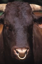 SOUTH AFRICA, Western Cape, Stellenbosch, Portrait of a domestic bull cattle at Mooiberg fruit and