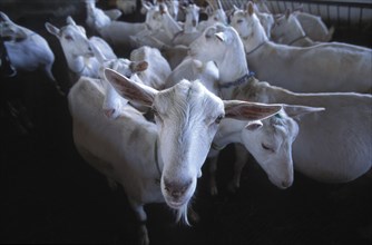 SOUTH AFRICA, Western Cape, Paarl, Herd of goats prior to being milked at Fairview goats cheese and
