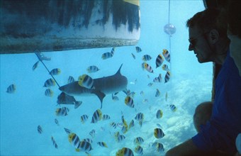 PACIFIC ISLANDS, French Polynesia, Tuamotu Islands, Ringiroa.  Visitors watchng fish in aquarium.