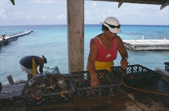 PACIFIC ISLANDS, French Polynesia, Tuamotu Islands, Manihi.  Women sorting black pearl oysters.