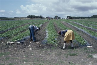 WEST INDIES, Antigua, Agricultural workers on melon farm.
