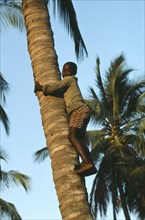 MOZAMBIQUE, Children, Boy climbing palm tree to gather coconuts.