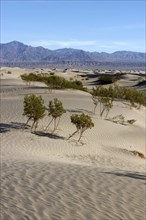 USA, California, Death Valley, View over sandy desert landscape with scattered trees toward rocky