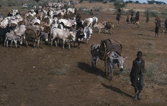 UGANDA, Karamoja, Agriculture, Karamojong migrating cattle herds.