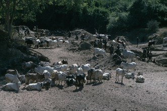 UGANDA, Karamoja, Tribal People, Karamojong cattle herd being watered at wells dug into dry river