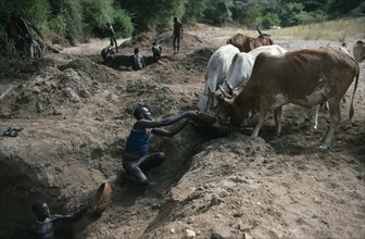UGANDA, Karamoja, Karamojong cattle herd being watered at wells dug into dry river bed.