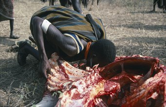 UGANDA, Karamoja  , Karamojong warrior drinking blood from sacrificed bull.