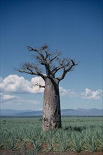 MADAGASCAR, Near Berenty, Single Baobab Tree in sisal plantation