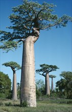 MADAGASCAR, Vegetation, Baobab trees with one in the foreground with pegs in its trunk used as a