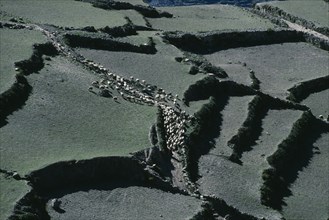 BOLIVIA, La Paz, Charazani, Aerial view over flock of sheep being taken out to pasture in terraced