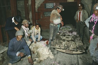 BOLIVIA, Industry, Ormo tin mine.  Miners with llama prepared for sacrifice.