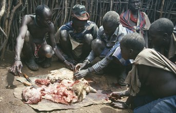 UGANDA, Karamoja  , Karamojong elders examining intestines of sacrificed sheep to foretell future.