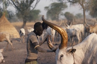 SUDAN, Farming, Dinka man polishing horns of bull with red ash