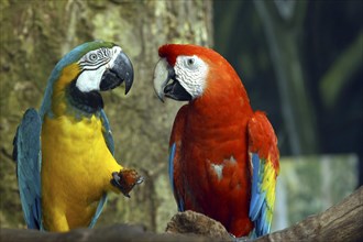 SINGAPORE, Jurong, Jurong Bird Park. Two colourful Parrots sitting together on a pirch