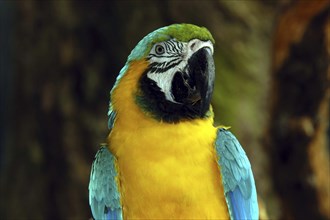 SINGAPORE, Jurong, Jurong Bird Park. Portrait of a yellow green and blue Parrot