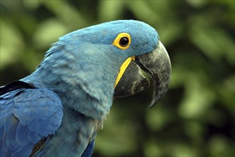 SINGAPORE, Jurong, Jurong Bird Park. Profile portrait of a green and blue Parrot