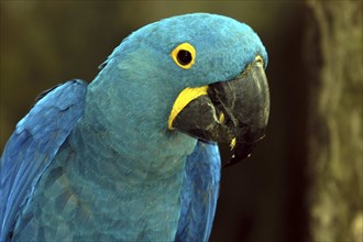 SINGAPORE, Jurong, Jurong Bird Park. Portrait of a green and blue Parrot