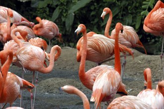 SINGAPORE, Jurong, Jurong Bird Park. Group of pink Flamingoes