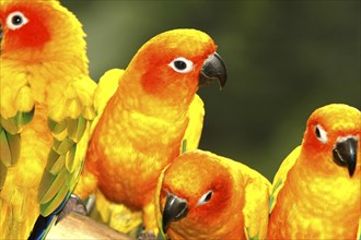 SINGAPORE, Jurong, Jurong Bird Park. Group of red and yellow Parakeets