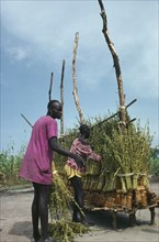 SUDAN, Farming, Dinka tying bundles of sesame on wooden rack to dry