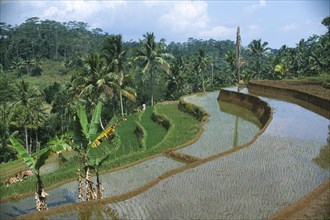 INDONESIA, Java, View over rice terraces and palms
