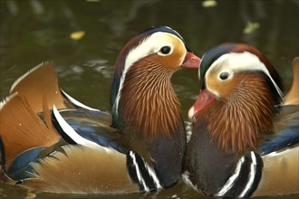 SINGAPORE, Jurong, Jurong Bird Park. Portrait of two Mandarin ducks