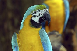 SINGAPORE, Jurong, Jurong Bird Park. Portrait of a yellow and blue Parrot