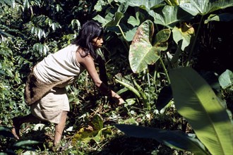 COLOMBIA, Indigenous People, Kogi woman gardening.