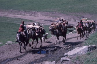CHINA, Xinjiang Province, Altai Region, Kazakh migration from Spring to Summer pastures.  Adults