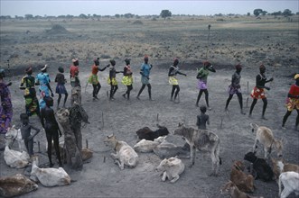 SUDAN, Tribal People, Dinka tribe performing wedding dance around cattle to be given as dowry.
