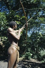 PACIFIC ISLANDS, Melanesia, Vanuatu, Tanna.  Tribesman hunting fruit bat with bow and arrow.