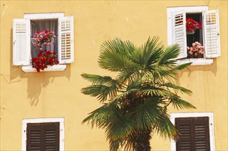 CROATIA, Rovinj, Yellow house front with white painted shuttered windows and palm tree outside